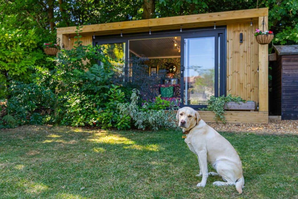 Gorgeous labrador looking at the camera infront of garden room