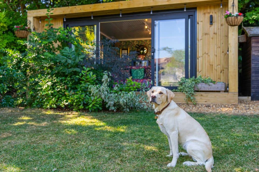 A lovely labrador is posing infront of garden room