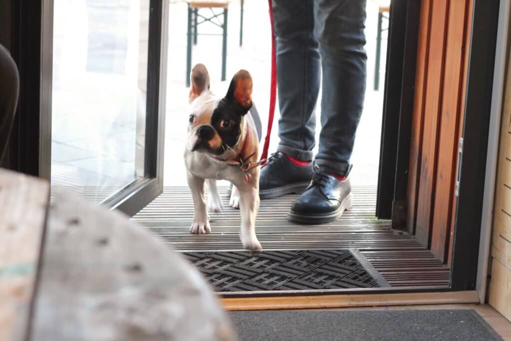 dog in coffee shop