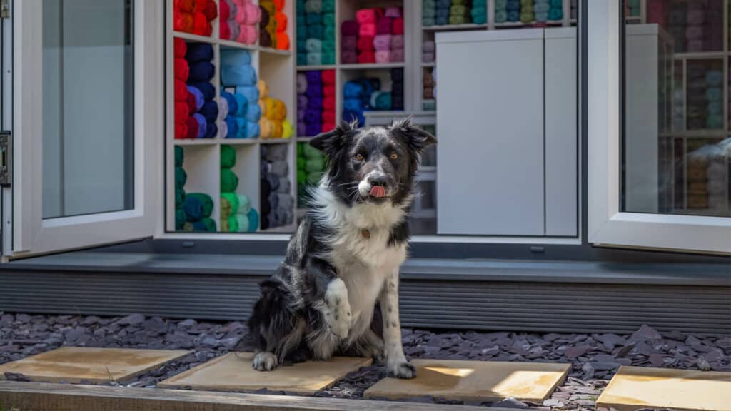 Home office being used as a yarn business with shelves of colourful yarn inside and a black and white dog outside