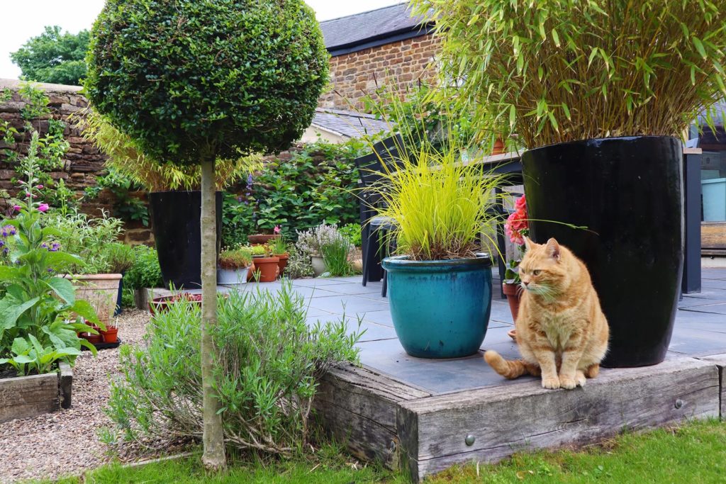 Ginger cat surrounded by potted plants in customers garden