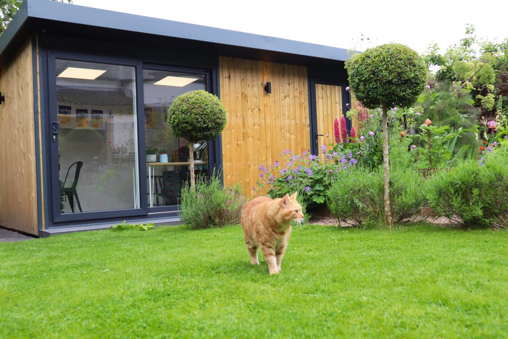 Garden room in the background with ginger cat in focus walking towards the camera