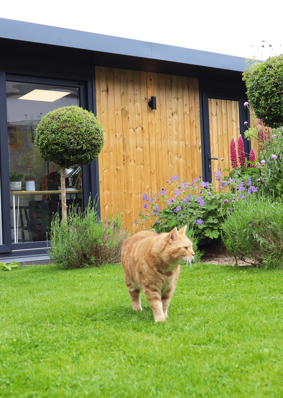 Wooden clad garden room with ginger cat in foreground