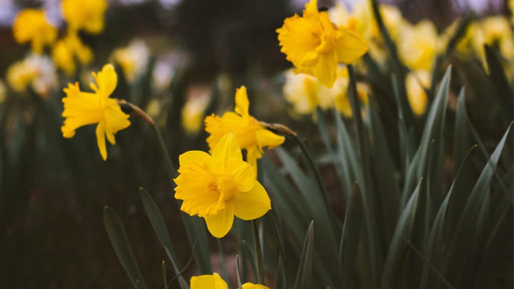 Daffodils in a field 