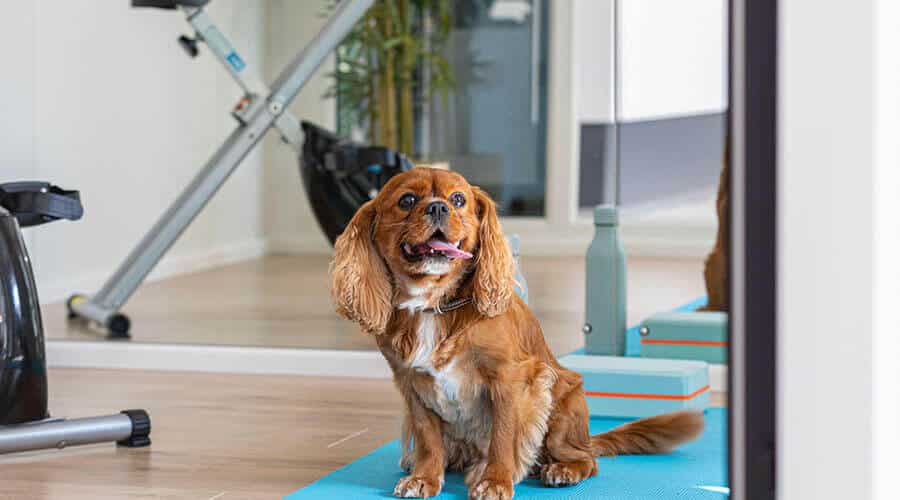 dog sitting on yoga mat in garden studio building