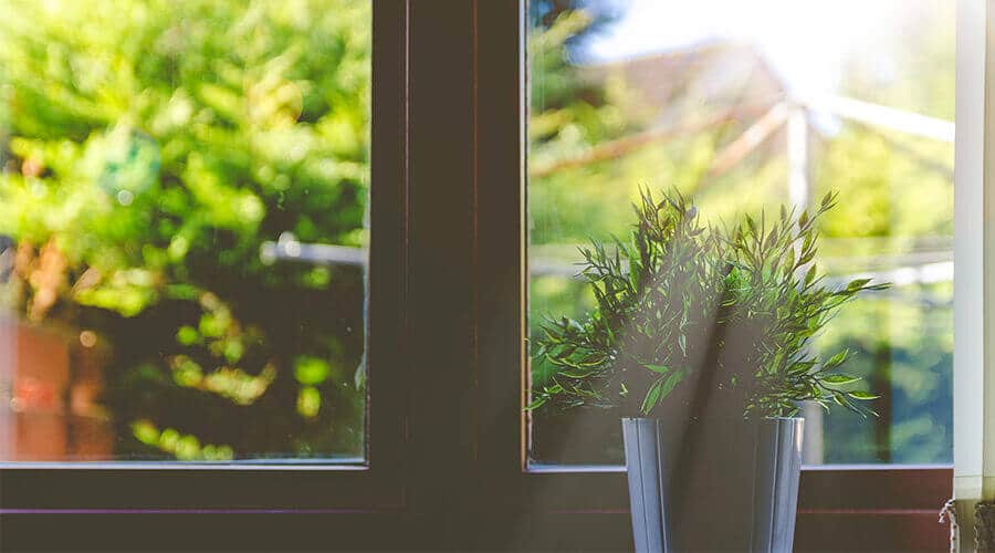 window with potted plant and sunlight
